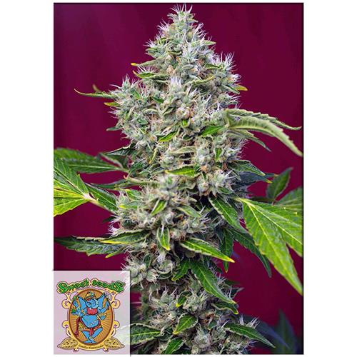 SWEET SEEDS - SAN FERNANDO LEMON KUSH FEM - 25 BULK SEEDS