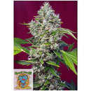 SWEET SEEDS - SAN FERNANDO LEMON KUSH FEM - 500 BULK SEEDS