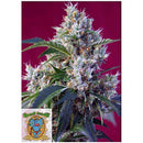 SWEET SEEDS - INDIGO BERRY KUSH FEM - 3+1 SEEDS