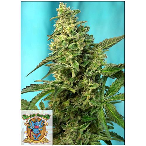 SWEET SEEDS - GREEN POISON FEM - F1  FAST VERSION - BULK 500SEEDS