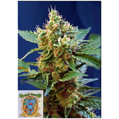 SWEET SEEDS - CREAM MANDARINE XL AUTO - BULK 500 SEEDS