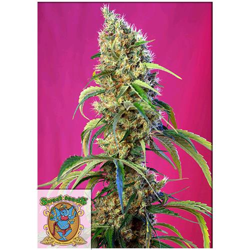 SWEET SEEDS - BLACK JACK CBD - 3+1 SEEDS