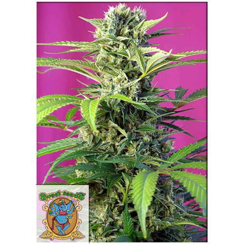 SWEET SEEDS - CHEM BEYOND DIESEL CBD - 3+1 SEEDS