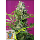 SWEET SEEDS - GORILLA GIRL FEM - 25 BULK SEEDS
