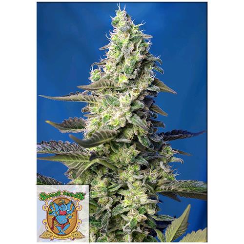 SWEET SEEDS - GREEN POISON XL AUTO - 3+1 SEEDS