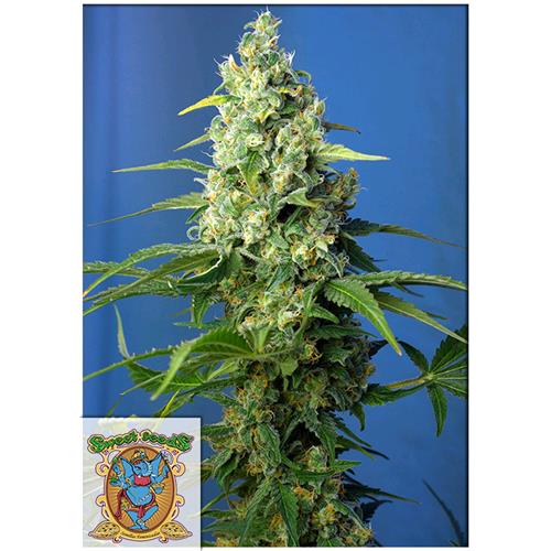SWEET SEEDS - HONEY PEACH AUTO CBD - 3+1 SEEDS