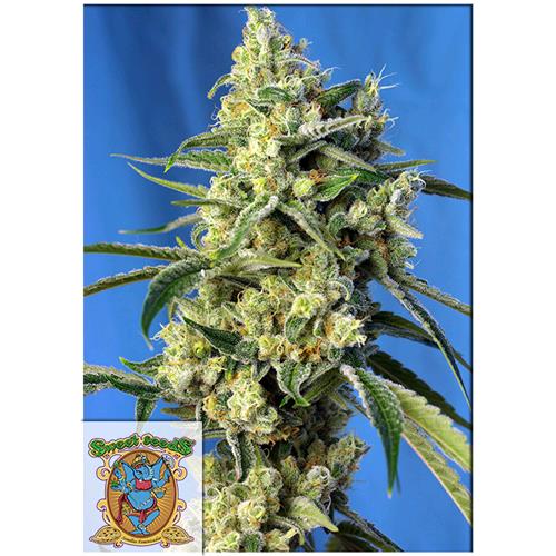 SWEET SEEDS - SWEET AMNESIA HAZE FEM - BULK 25 SEEDS