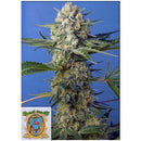 SWEET SEEDS - CRYSTAL CANDY FEM - F1 FAST VERSION - BULK 25 SEEDS