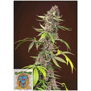 SWEET SEEDS - RED MANDARINE FEM - F1 FAST VERSION - 100 SEEDS