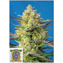 SWEET SEEDS - SWEET CHEESE XL AUTO - 5+2 SEEDS
