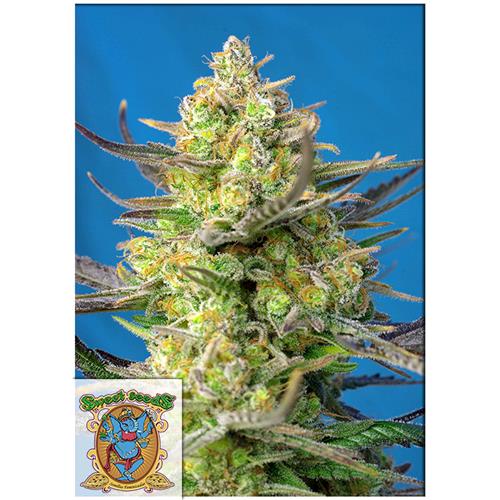 SWEET SEEDS - SWEET CHEESE XL AUTO - BULK 100 SEEDS
