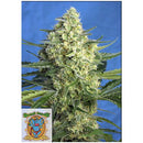 SWEET SEEDS - JACK 47 XL AUTO - 5+2 SEEDS