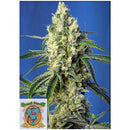 SWEET SEEDS - GREEN POISON CBD - 3+1 SEEDS