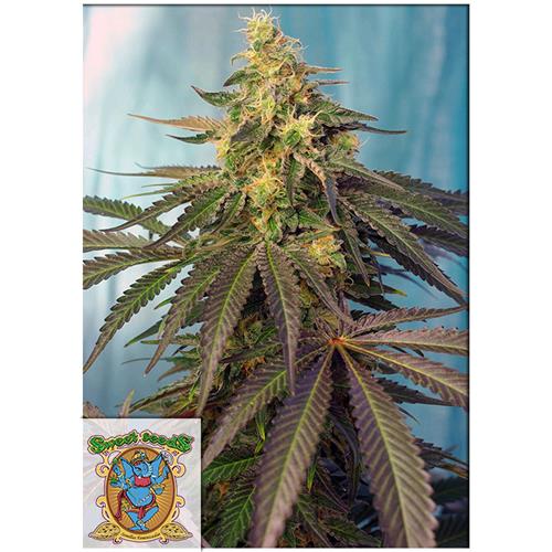 SWEET SEEDS - CREAM CARAMEL CBD - 3+1 SEEDS