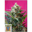 SWEET SEEDS - BIG DEVIL XL AUTO - BULK 25 SEEDS