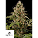 DINAFEM - SHARK SHOCK CBD 5 SEEDS