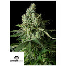 DINAFEM - MOBY DICK CBD FEMINIZED - 5 SEEDS