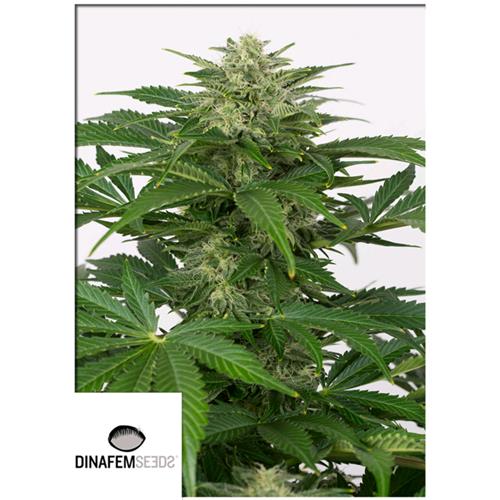 DINAFEM - HAZE AUTO CBD - 5 SEEDS
