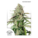 DUTCH PASSION - DAIQUIRI LIME AUTO - 3 SEEDS