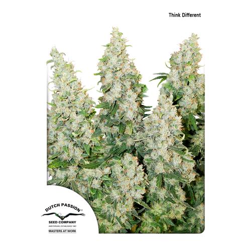 DUTCH PASSION - THINK DIFFERENT - 7 SEEDS