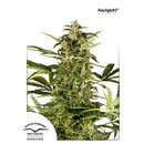 DUTCH PASSION - POLARLIGHT