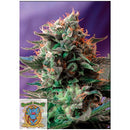 SWEET SEEDS - JACK 47 FEM - F1 FAST VERSION  - 5+2 SEEDS