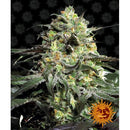 BARNEY'S FARM - PEYOTE COOKIES FEM - 3 SEEDS