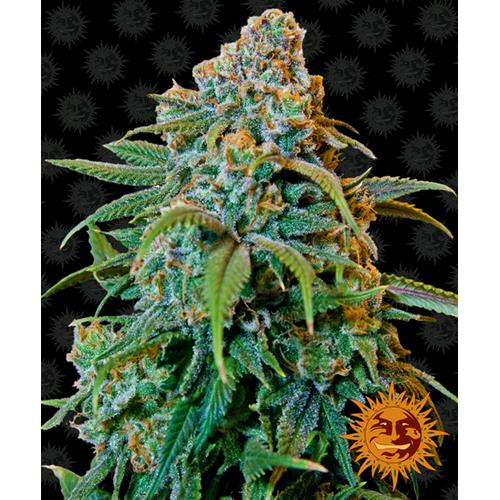 BARNEY'S FARM - LIBERTY HAZE FEM - 5 SEEDS