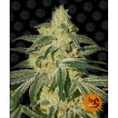 BARNEY'S FARM - AFGHAN HASH PLANT - REGULAR - 10 SEEDS