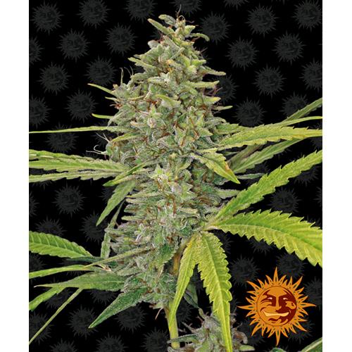 BARNEY'S FARM - G13 HAZE FEM - 1 SEED