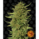 BARNEY'S FARM - CRITICAL KUSH - REGULAR - 10 SEEDS