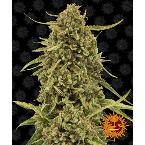 BARNEY'S FARM - WIDOW REMEDY - REGULAR - 10 SEEDS