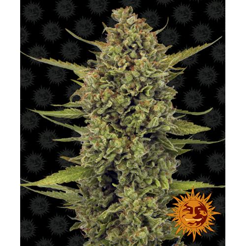 BARNEY'S FARM - ACAPULCO GOLD FEM - 5 SEEDS