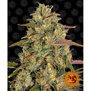 BARNEY'S FARM - AMNESIA LEMON FEM - 5 SEEDS