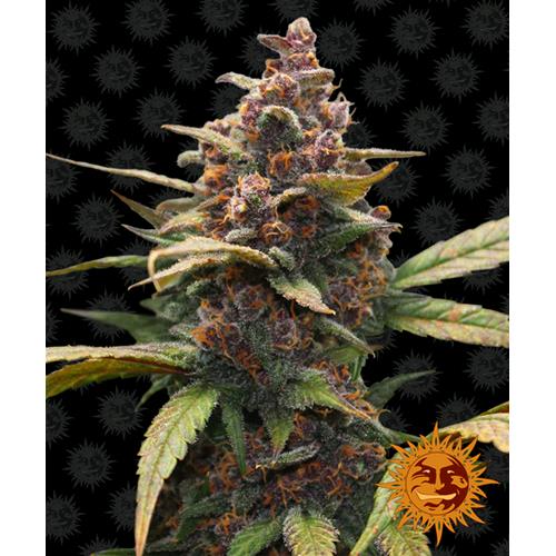BARNEY'S FARM - AYAHUASCA FEMINIZED - 1 SEED