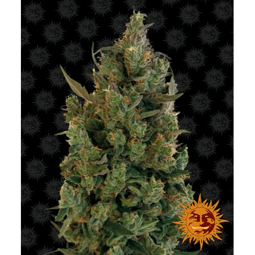 BARNEY'S FARM - BLUE CHEESE FEM - 1 SEED