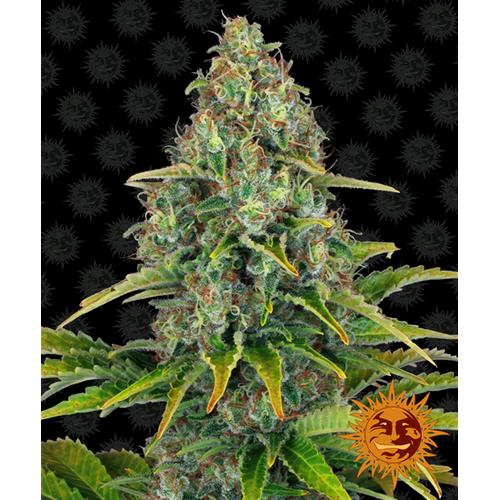 BARNEY'S FARM -  BLUE CHEESE AUTO - 3 SEEDS