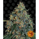 BARNEY'S FARM - BLUEBERRY OG FEM - 5 SEEDS