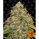 BARNEY'S FARM - CBD LEMON POTION AUTO - 3 SEEDS