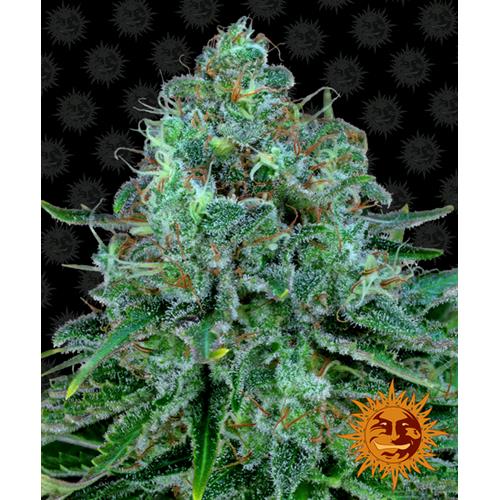 BARNEY'S FARM - CRITICAL KUSH FEM - 1 SEED