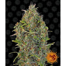 BARNEY'S FARM -  CRITICAL KUSH AUTO - 5 SEEDS