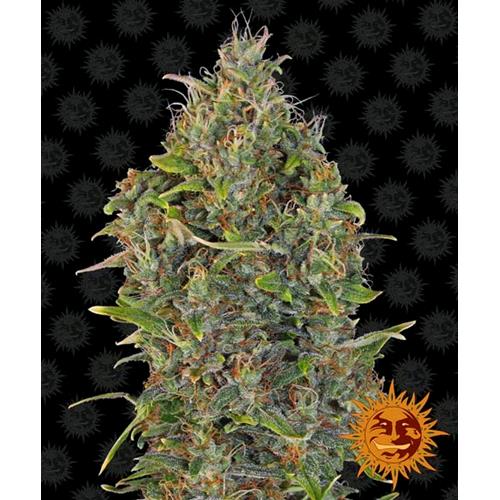 BARNEY'S FARM -  CRITICAL KUSH AUTO - 5 SEEDS