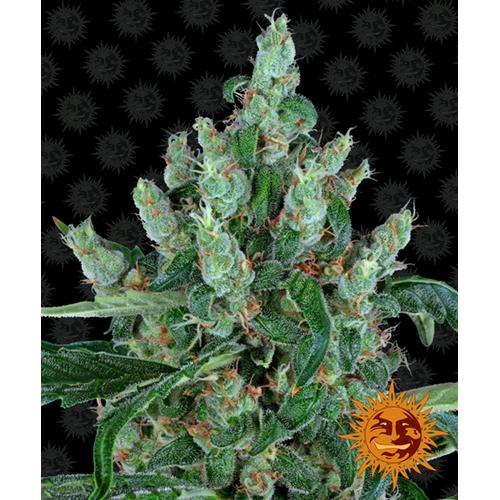 BARNEY'S FARM - LAUGHING BUDDHA FEM - 3 SEEDS