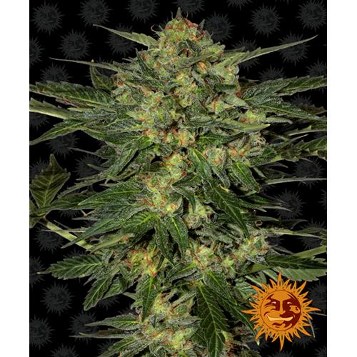 BARNEY'S FARM - LSD FEM - 3 SEEDS