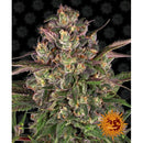 BARNEY'S FARM - PEYOTE CRITICAL FEM - 10 SEEDS