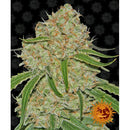 BARNEY'S FARM - PHANTOM OG FEM - 5 SEEDS