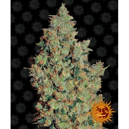 BARNEY'S FARM - TANGERINE DREAM FEMINIZED - 5 SEEDS