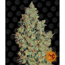BARNEY'S FARM - TANGERINE DREAM FEMINIZED - 1 SEED