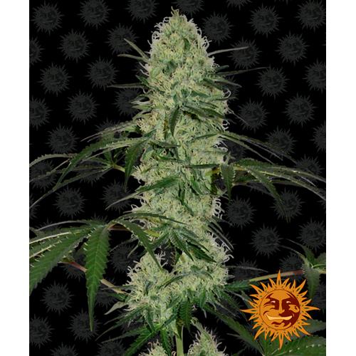 BARNEY'S FARM - TANGERINE DREAM AUTOFLOWERING - 3 SEEDS