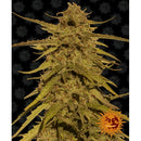 BARNEY'S FARM - PINEAPPLE HAZE - REGULAR - 10 SEEDS